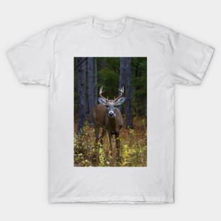 Curious Prince - White-tailed Buck T-Shirt